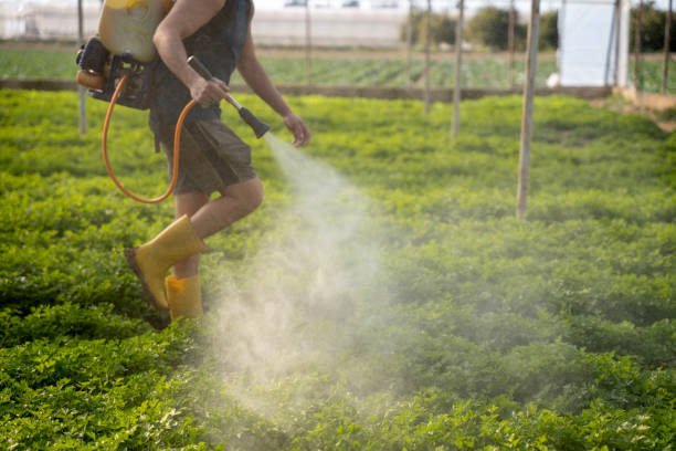 Best Insect Control  in Hopkinsville, KY
