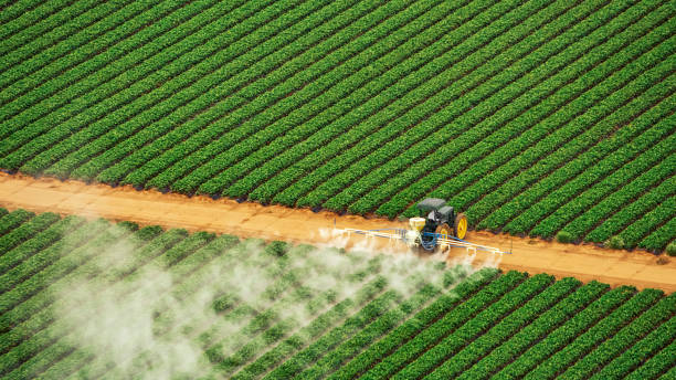 Best Ant Control Services  in Hopkinsville, KY