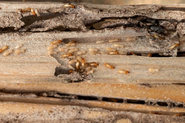 Best Affordable Pest Control Services  in Hopkinsville, KY